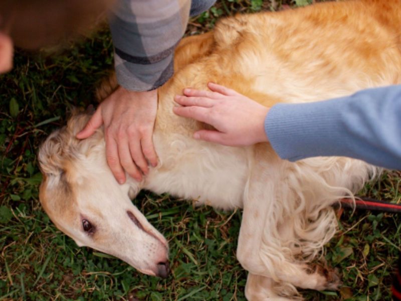 A imagem mostra um cachorro com aneurisma deitado no chão.