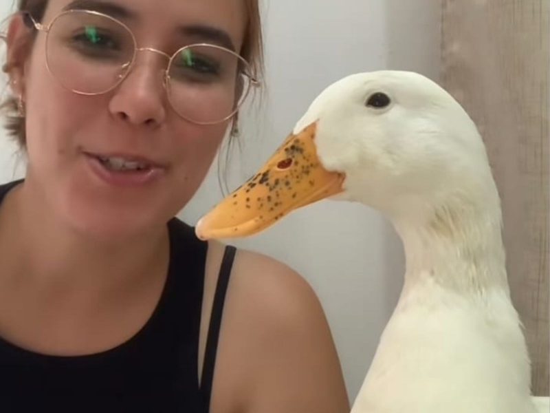 A imagem mostra um pato e sua tutora.