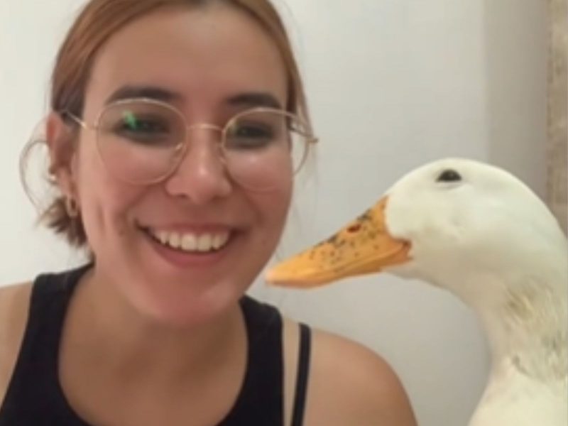 A imagem mostra um pato alegre com sua tutora.