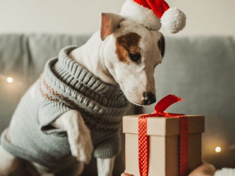 Como cuidar do pet no final do ano: cachorro fantasiado com roupa de natal enquanto olha presente 