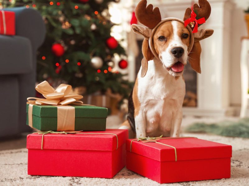 alimentos que os pets não podem comer no Natal