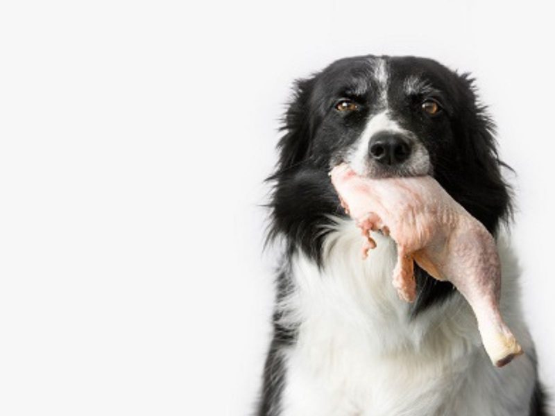 A imagem mostra um cachorro com um frango na boca.