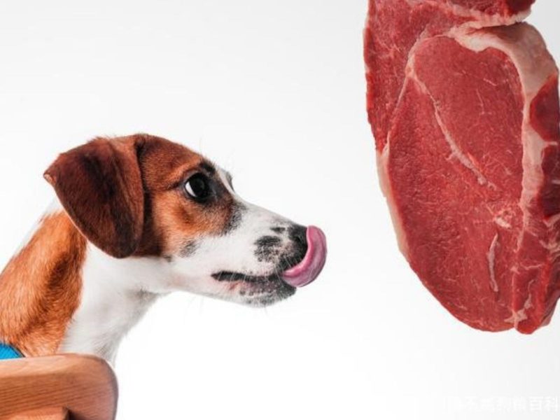 A imagem mostra um cachorro com um pedaço de carne.