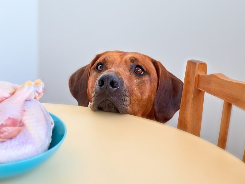 A imagem mostra um cachorro com uma carne de peru.