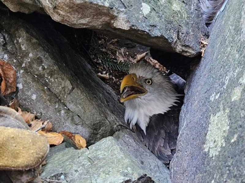 A imagem mostra águias presas embaixo de pedras.