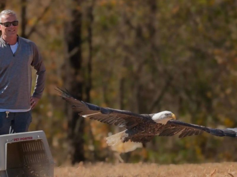 A imagem mostra a soltura das aves.