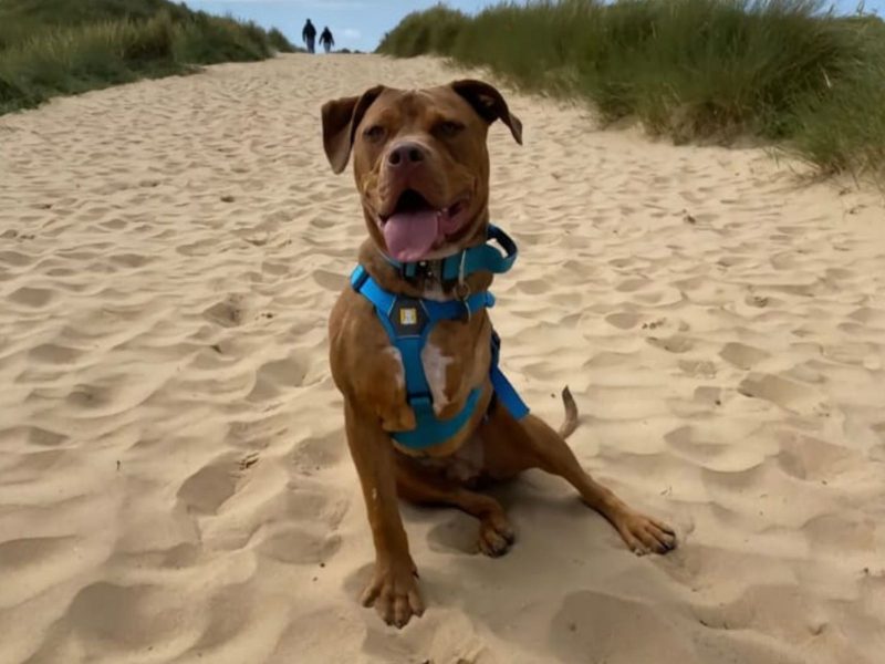 A imagem mostra Moose, um cachorro com deficiência, na praia.