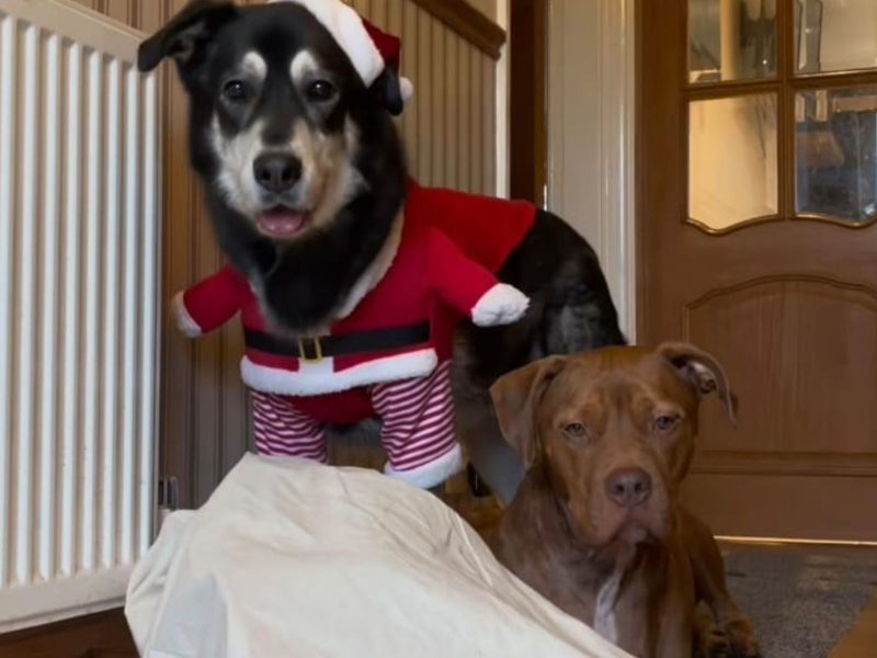 A imagem mostra o cão Moose e outro cão, vestido de papai noel