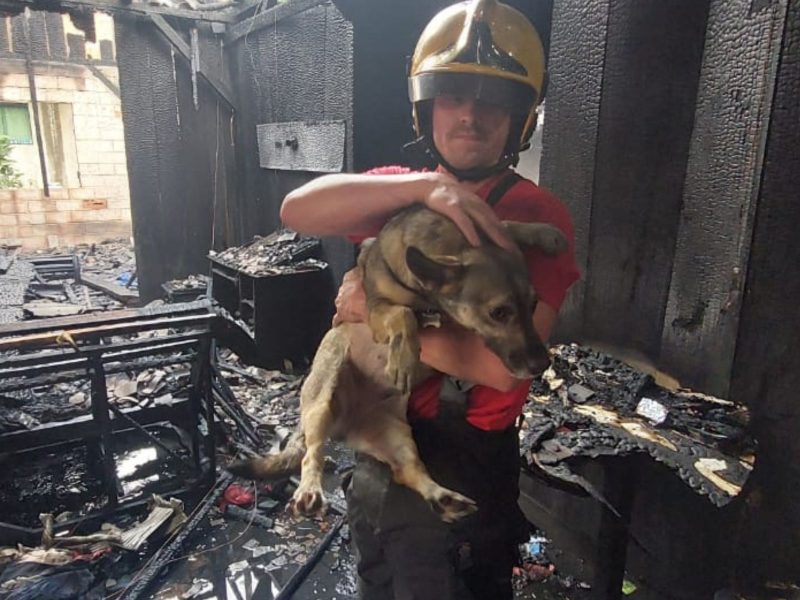 A imagem mostra um bombeiro segurando o cachorro resgatado.