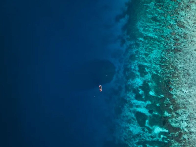 A imagem mostra a criatura marinha, um coral, enorme no oceano Pacífico.