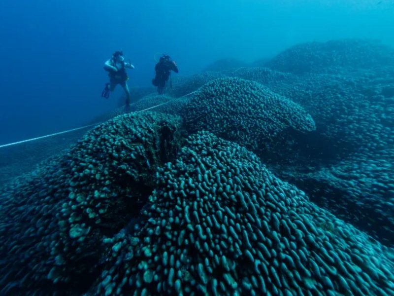 A imagem mostra o coral nas Ilhas Salomão.