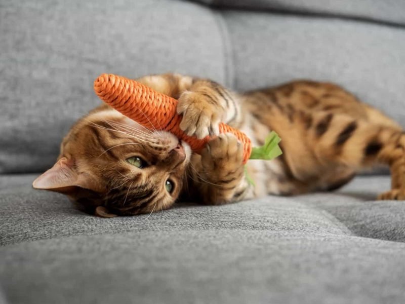 A imagem mostra um gato brincando.