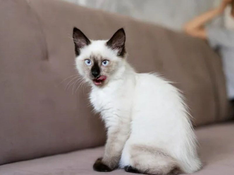 Como fazer churu para gatos: gatinho lambendo a boca sentado no sofá 