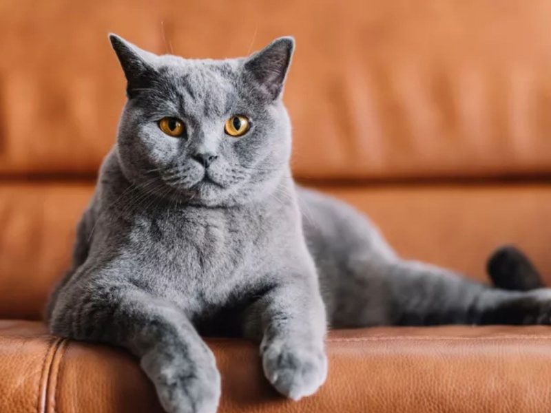 A imagem mostra um felino da raça Chartreux.