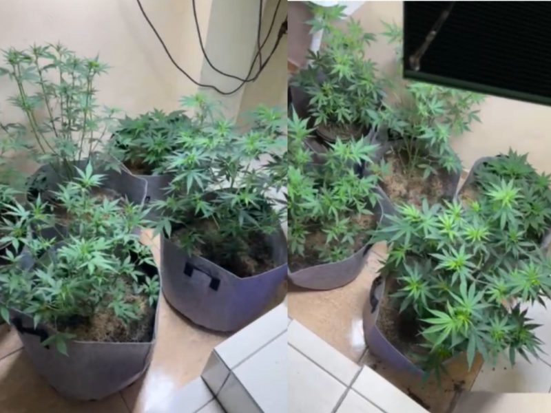 A imagem mostra cinco pés de maconha encontrados na casa do homem que praticava o tráfico de drogas em Blumenau.