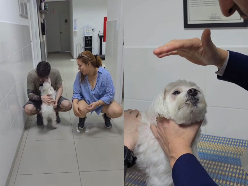 A imagem mostra o cachorro cego antes e após recuperar a visão.