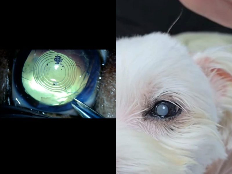 A imagem mostra o cachorro durante a cirurgia de catarata.