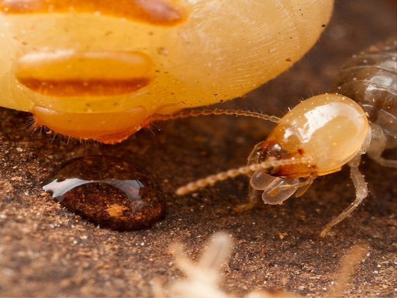 A imagem mostra animal comendo isca.