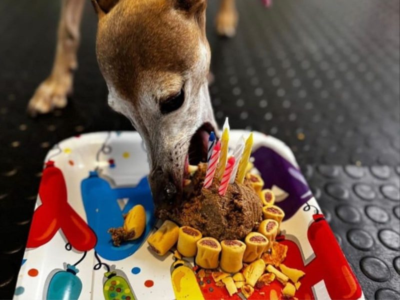 A imagem mostra o cão Plínio com seu bolo de aniversário.