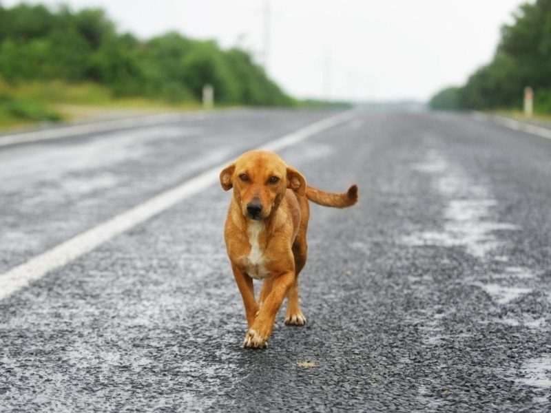 A imagem retrata como cães perdidos voltam sozinhos para casa.