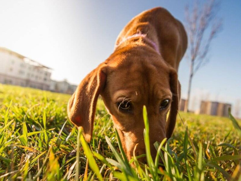 A imagem mostra um cão cheirando o chão.