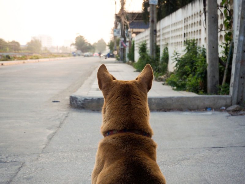 A imagem mostra um cão observando a rua.