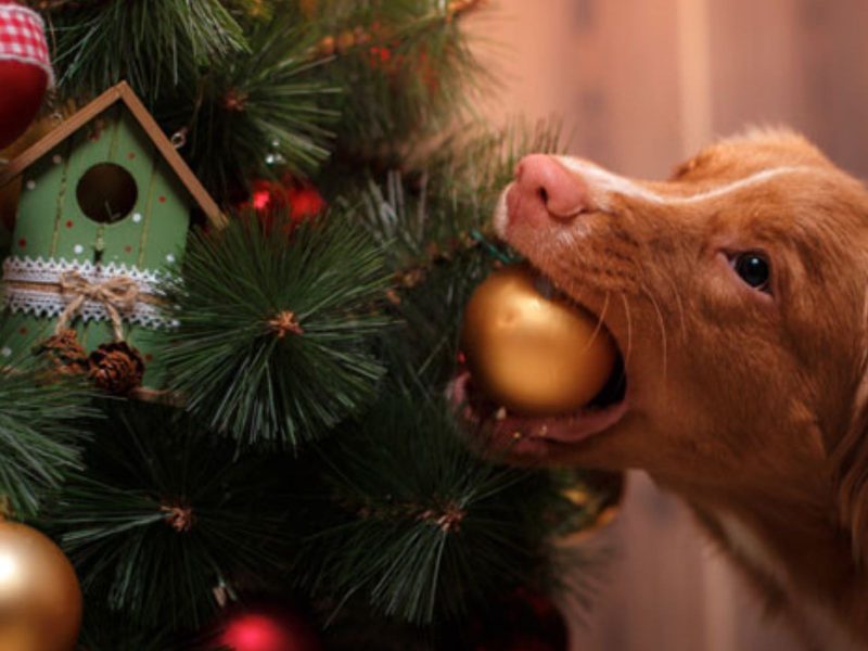 A imagem mostra um cachorro mastigando enfeites de Natal.