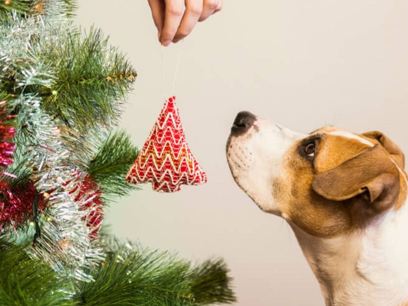 A imagem mostra um cão e decorações em casas com pets.