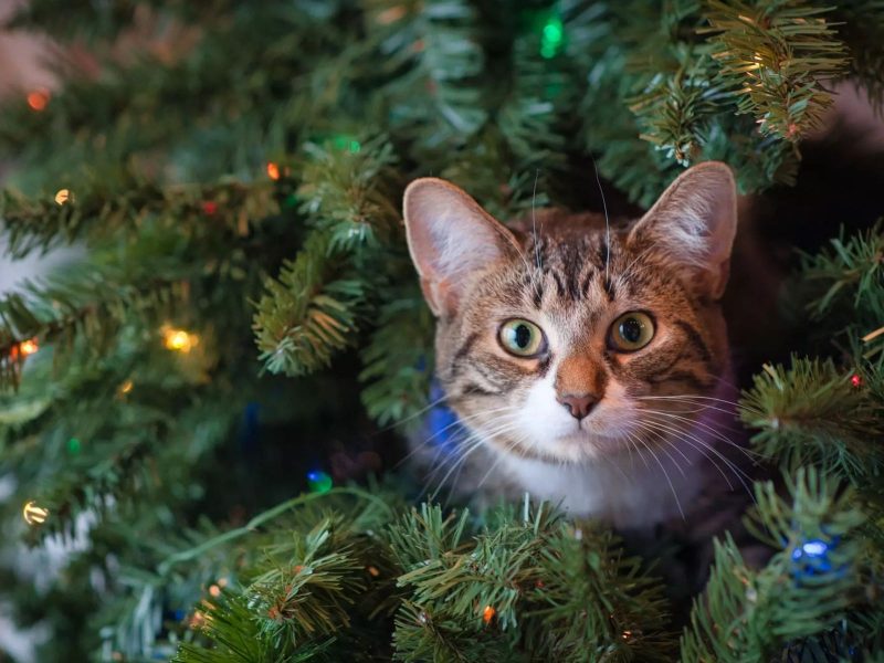 Gato em árvore de Natal