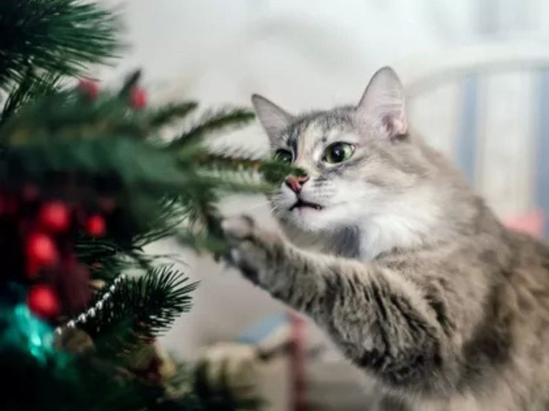 A imagem mostra um gato brincando com uma árvore de Natal.