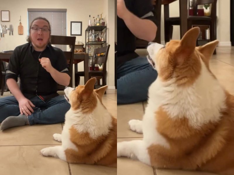 A imagem mostra o cão bilíngue e seu tutor.