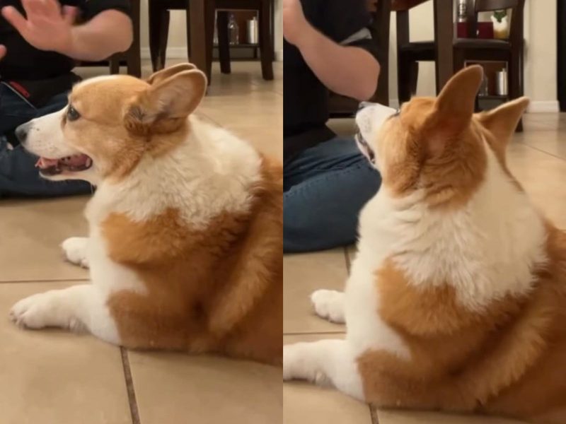 cachorro bilíngue da raça corgi