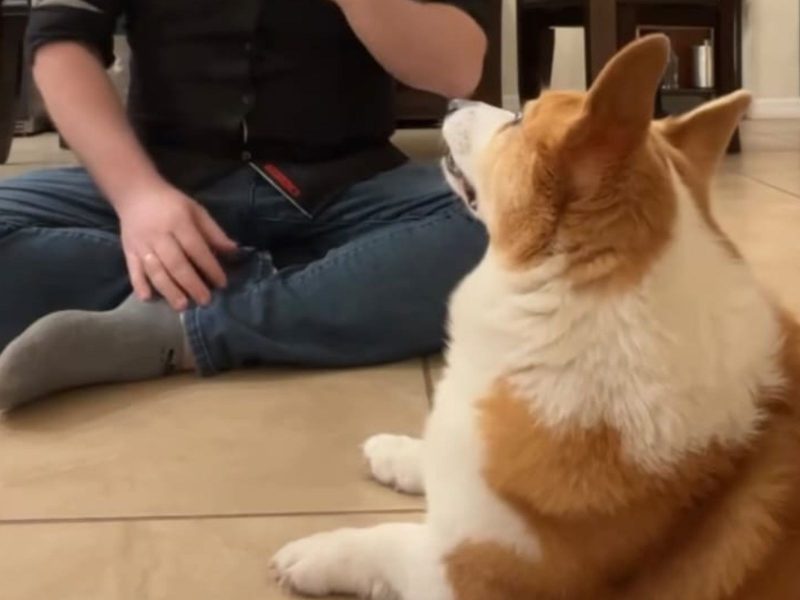 A imagem mostra o corgi Eowyn.