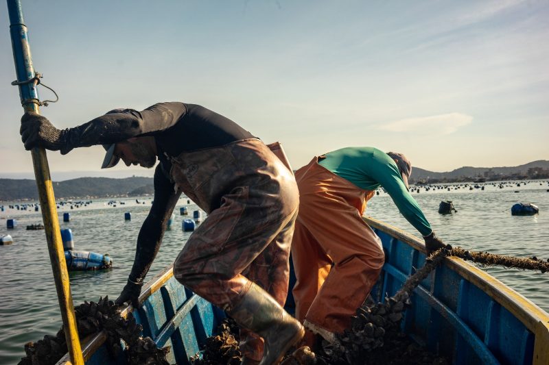 Imagem mostra duas pessoas praticando maricultura em barco