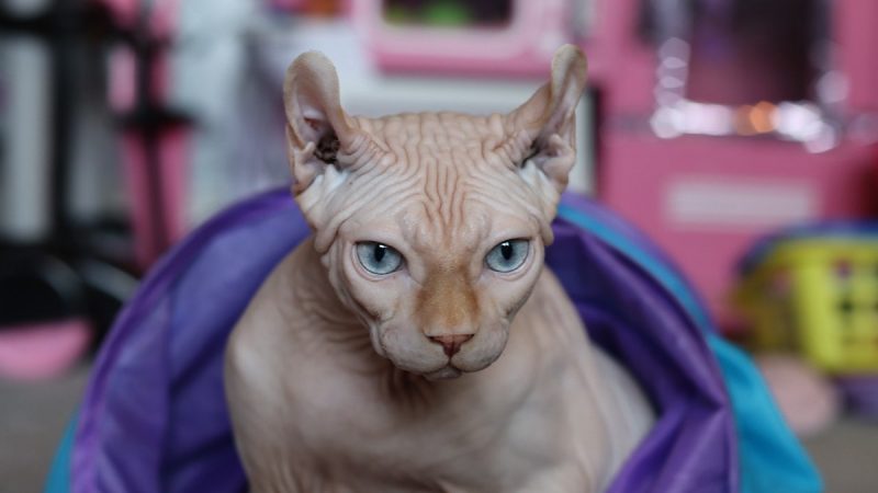 Sphynx