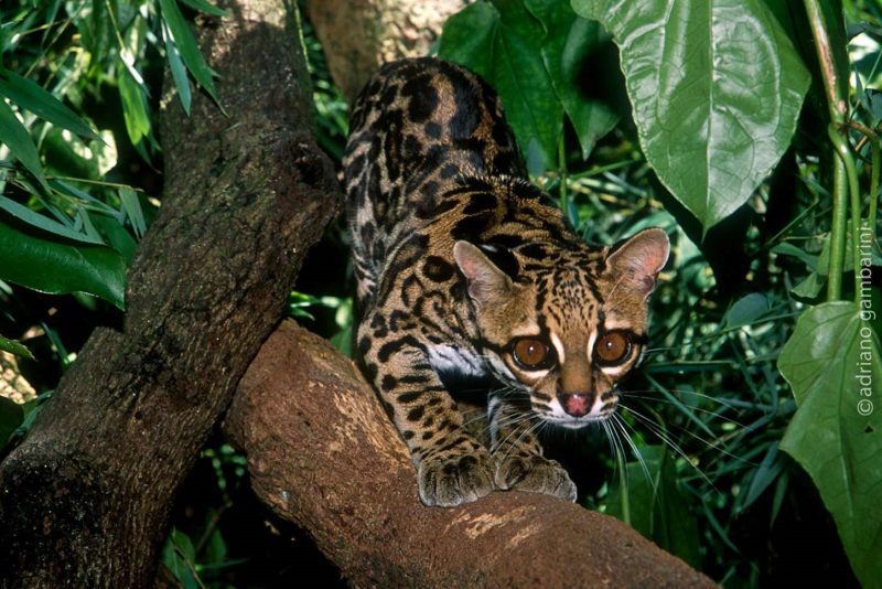 Imagem de gato-maracajá, ameaçado de extinção, em cima de árvore