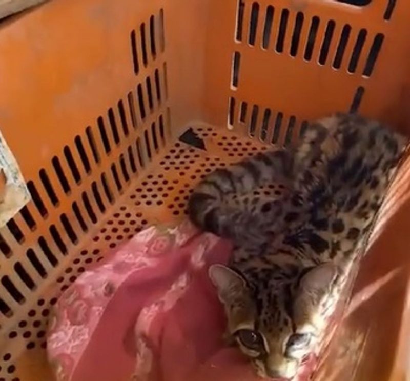 Filhote de felino resgatado dentro de uma caixa 