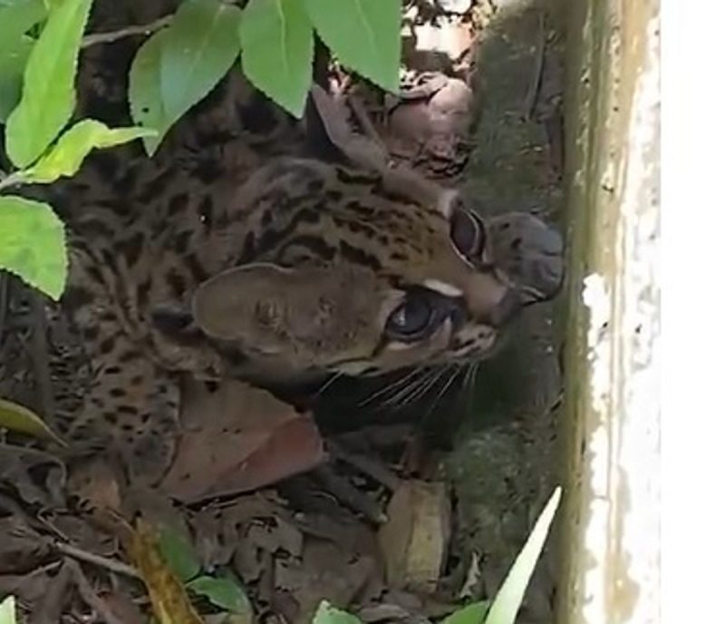 Filhote de gato-maracajá escondido atrás do muro de uma casa em Indaial 