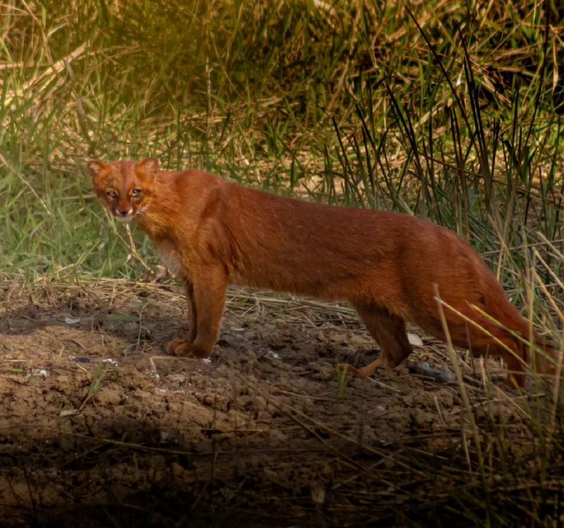 Animal raro fotografado por bióloga