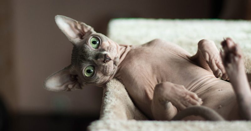 Devon Rex