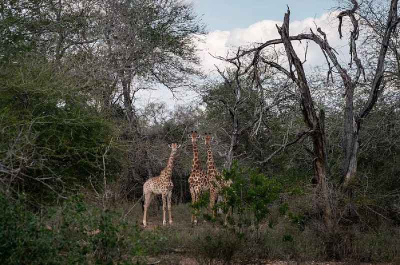 Girafas em risco de extinção nos Estados Unidos, em ambiente florestal