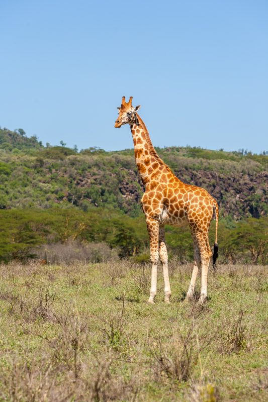 Girafa em campo aberto verde