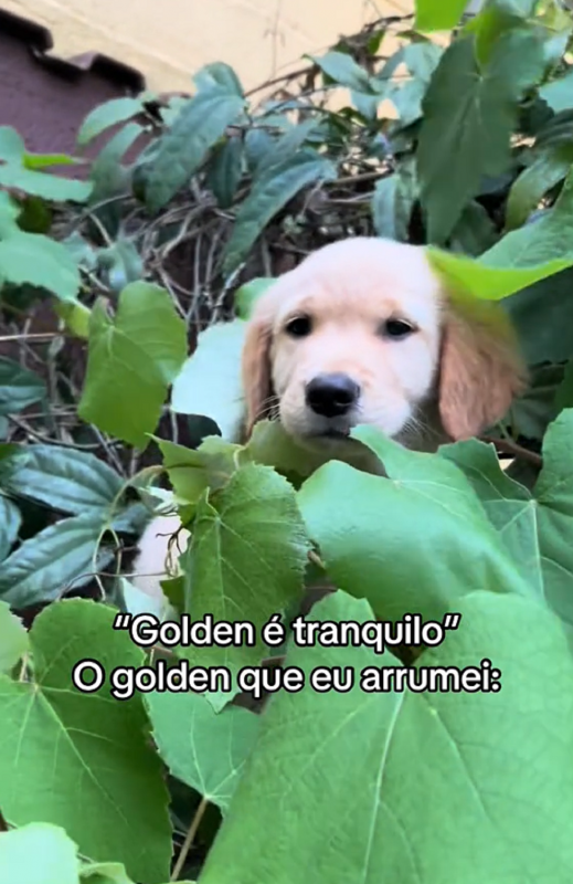 Filhote de Golden Retriever em cima de árvore