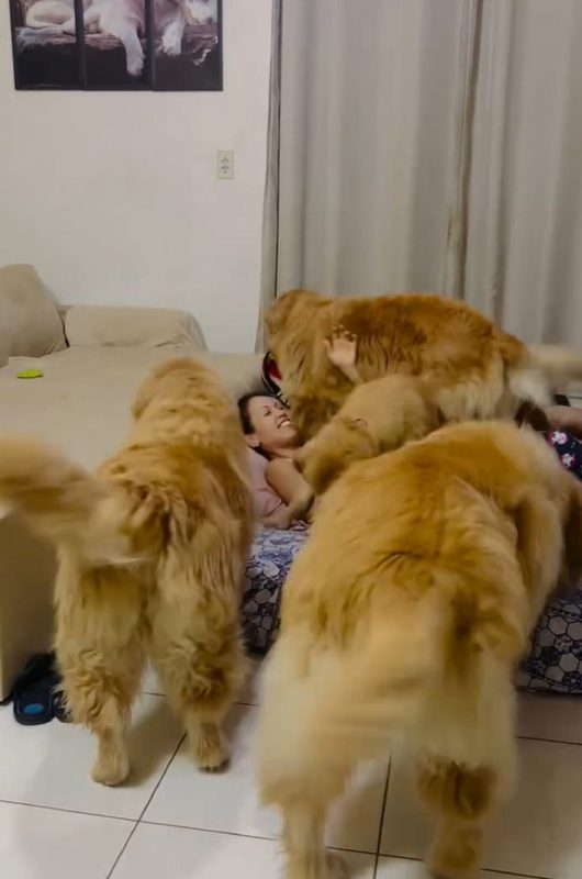 Golden Retrievers junto com tutores