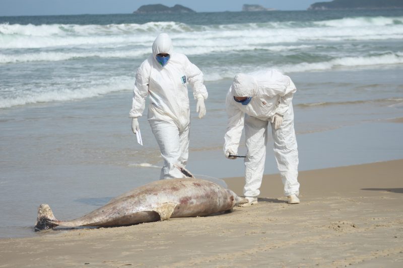 71% dos golfinhos encontrados mortos eram toninhas, espécie criticamente ameaçada de extinção - Foto: Laíza Castanhari/R3 Animal/Reprodução/ND