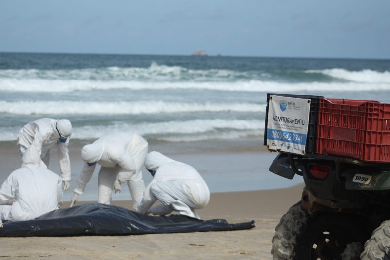 Profissionais que realizam monitoramento diário nas praias de Florianópolis já encontraram 31 golfinhos mortos em 2024 - Foto: Laíza Castanhari/R3 Animal/Reprodução/ND