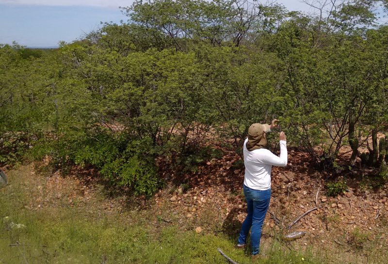 Árvore mimosa hostilis, conhecida como jurema-preta