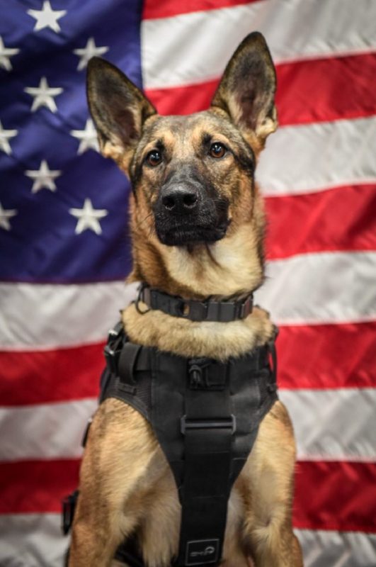 K9 Niki sentado com seu uniforme e com a bandeira dos Estados Unidos de fundo