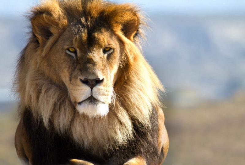 Leão em seu habitat natural, que pode produzir o som mais assustador para os animais, depois da voz humana