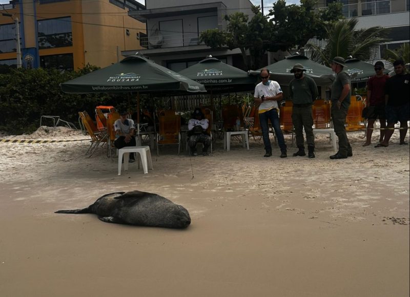 Foto mostra lobo-marinho descansando